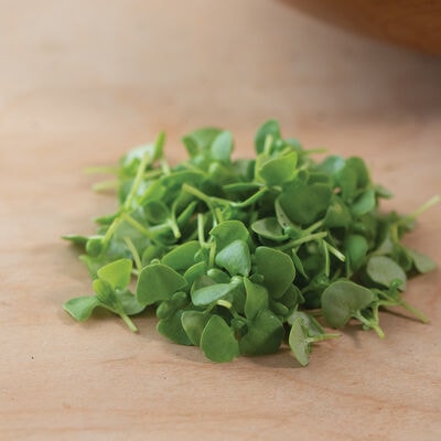 Basil